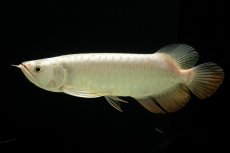 画像3: 過背金龍　NO.15（イーロン産） (3)