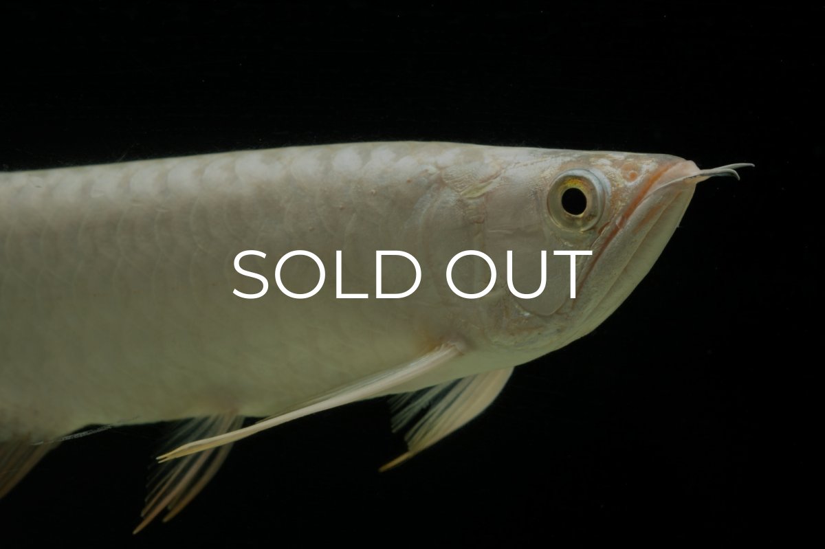 画像7: 過背金龍　NO.15（イーロン産） (7)