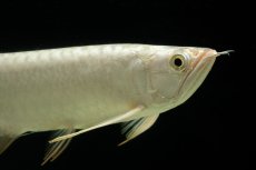 画像7: 過背金龍　NO.15（イーロン産） (7)