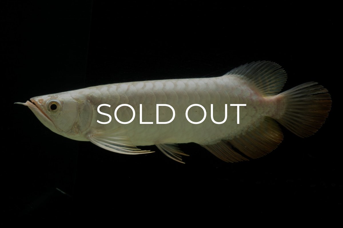 画像1: 過背金龍　NO.15（イーロン産） (1)