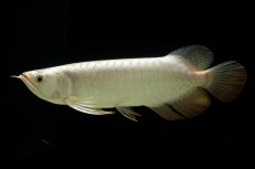 画像1: 過背金龍　NO.15（イーロン産） (1)