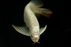 画像6: 過背金龍　NO.15（イーロン産） (6)