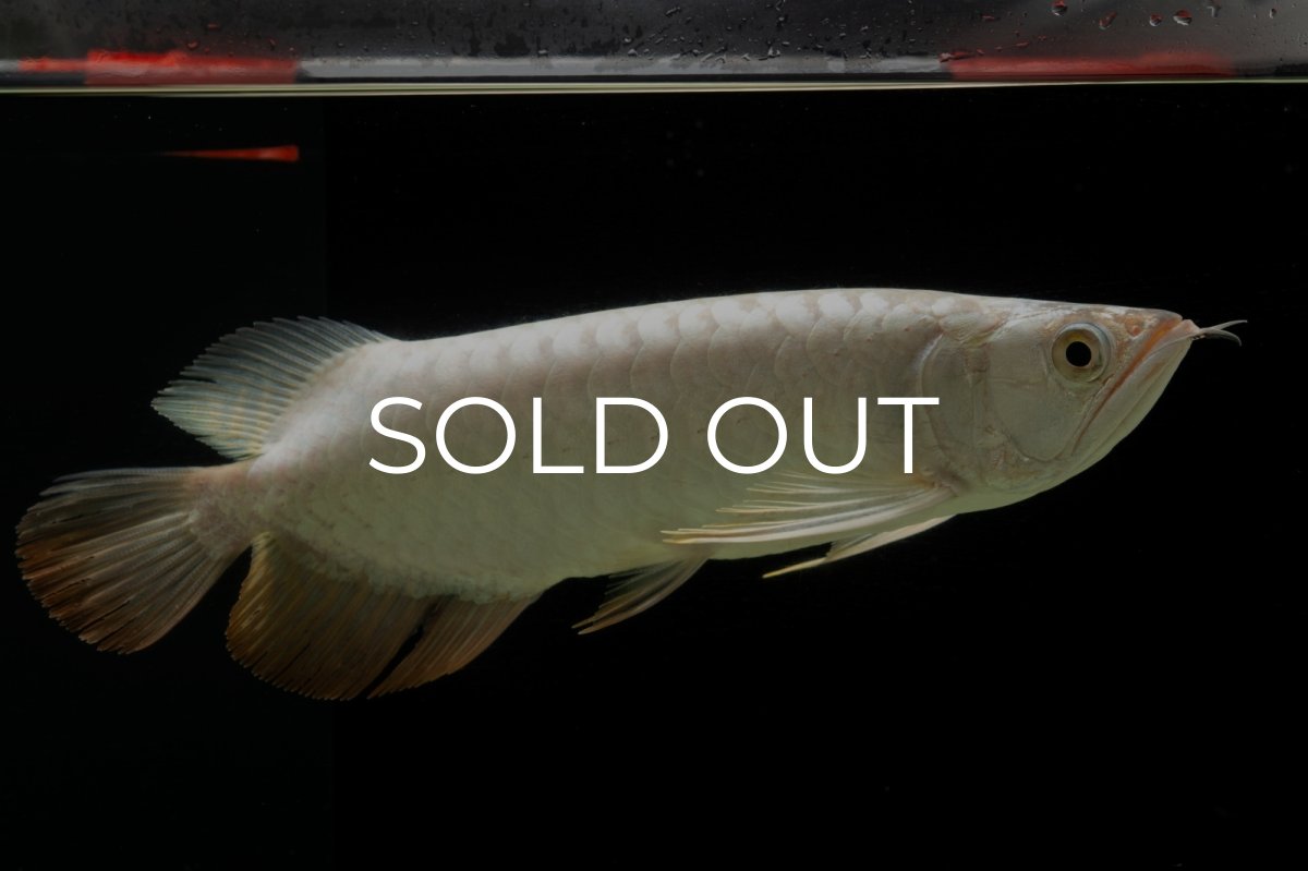 画像2: 過背金龍　NO.15（イーロン産） (2)