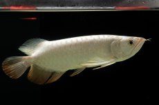 画像2: 過背金龍　NO.15（イーロン産） (2)