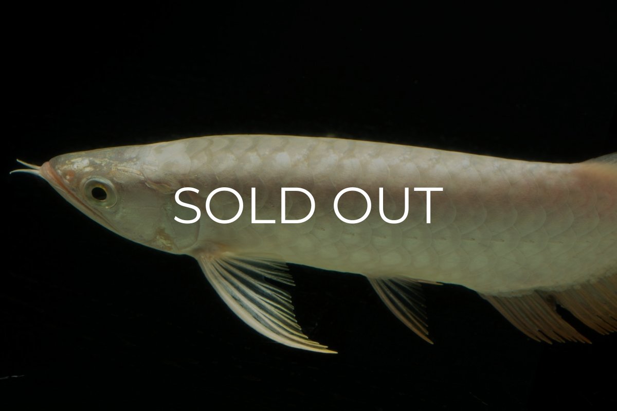 画像5: 過背金龍　NO.15（イーロン産） (5)