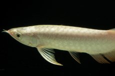 画像5: 過背金龍　NO.15（イーロン産） (5)