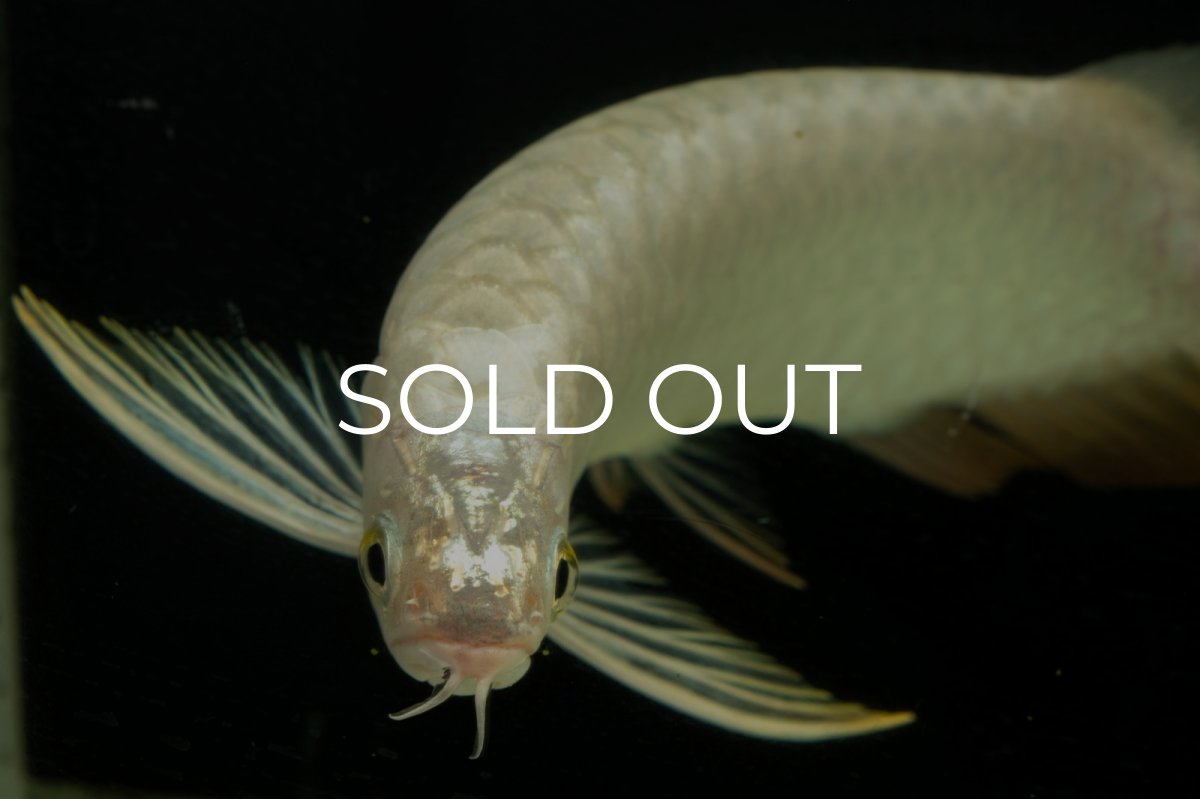 画像4: 過背金龍　NO.15（イーロン産） (4)