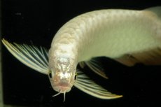 画像4: 過背金龍　NO.15（イーロン産） (4)