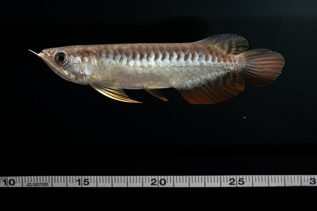 画像18: 紅尾金龍　NO.30（アクアリーダー産） (18)