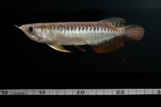 画像18: 紅尾金龍　NO.30（アクアリーダー産） (18)