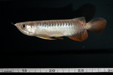 画像17: 紅尾金龍　NO.30（アクアリーダー産） (17)