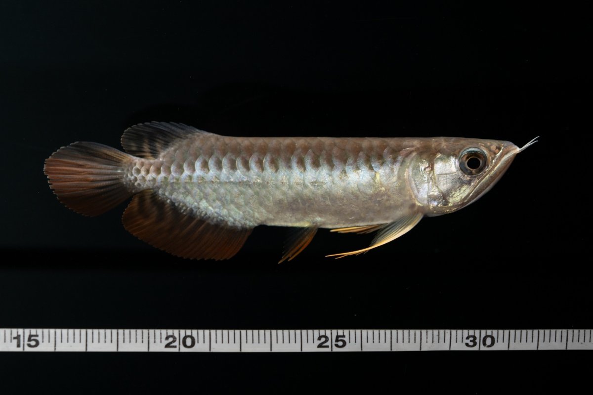 画像16: 紅尾金龍　NO.30（アクアリーダー産） (16)