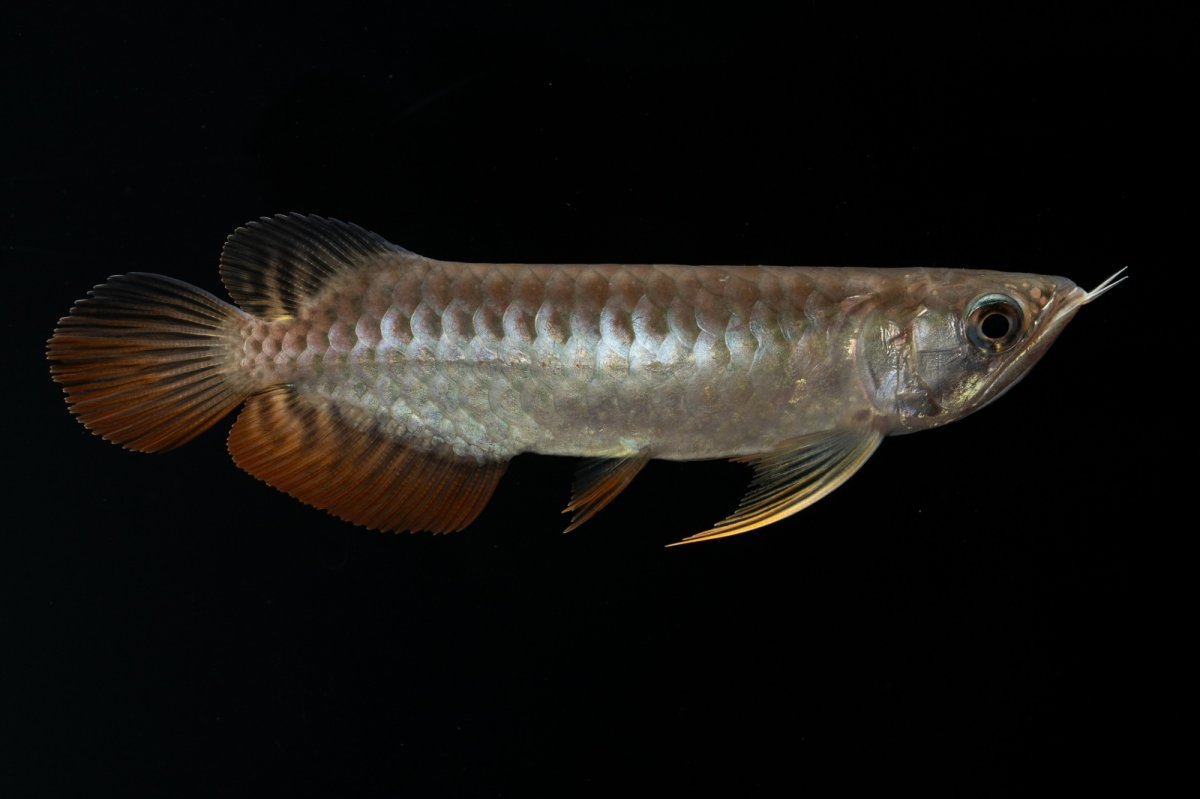 画像15: 紅尾金龍　NO.30（アクアリーダー産） (15)