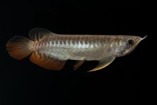 画像15: 紅尾金龍　NO.30（アクアリーダー産） (15)