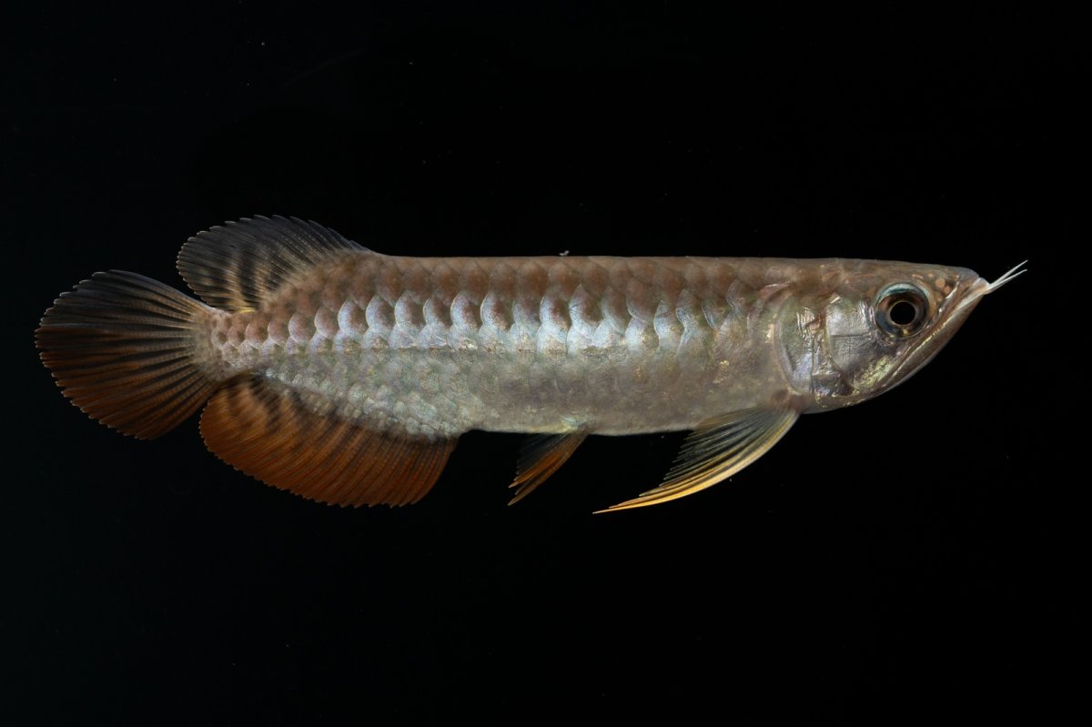 画像14: 紅尾金龍　NO.30（アクアリーダー産） (14)