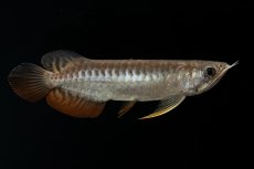 画像14: 紅尾金龍　NO.30（アクアリーダー産） (14)