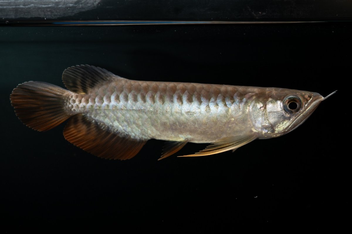 画像13: 紅尾金龍　NO.30（アクアリーダー産） (13)