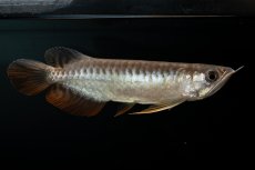 画像13: 紅尾金龍　NO.30（アクアリーダー産） (13)