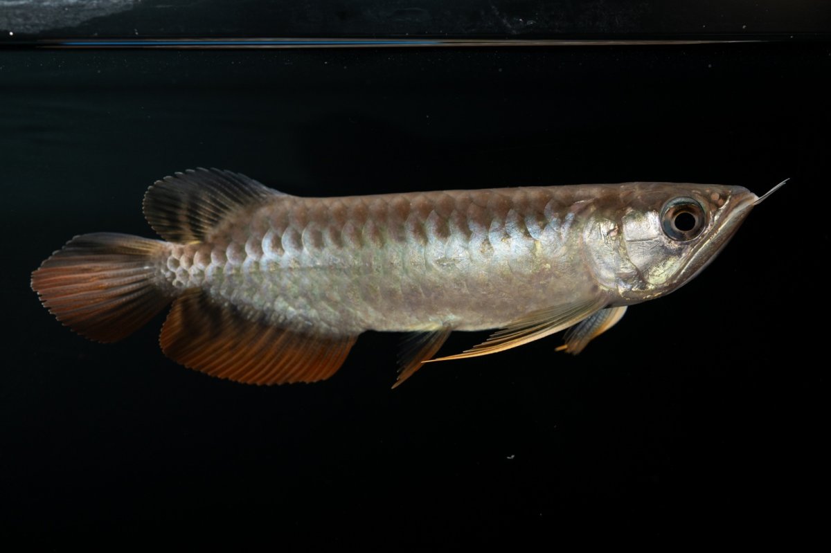 画像12: 紅尾金龍　NO.30（アクアリーダー産） (12)