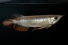 画像12: 紅尾金龍　NO.30（アクアリーダー産） (12)