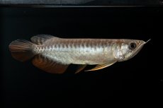 画像11: 紅尾金龍　NO.30（アクアリーダー産） (11)