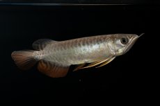 画像10: 紅尾金龍　NO.30（アクアリーダー産） (10)