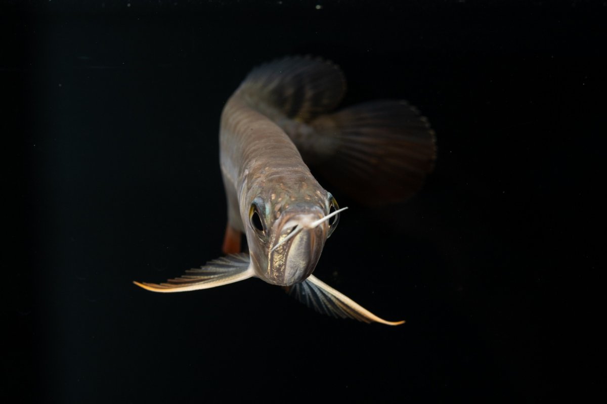 画像9: 紅尾金龍　NO.30（アクアリーダー産） (9)