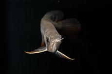 画像9: 紅尾金龍　NO.30（アクアリーダー産） (9)