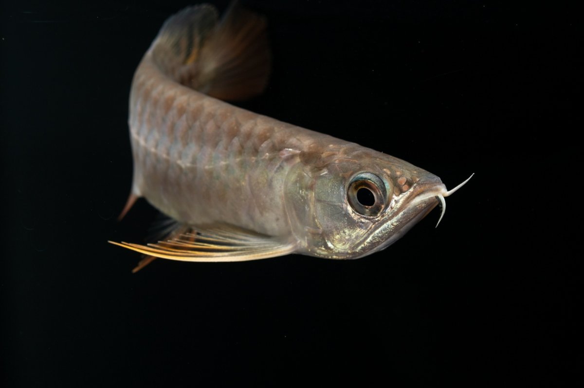 画像8: 紅尾金龍　NO.30（アクアリーダー産） (8)