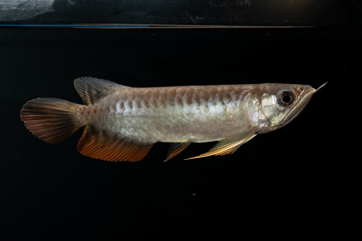 画像7: 紅尾金龍　NO.30（アクアリーダー産） (7)