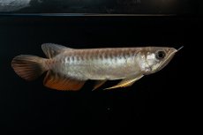 画像7: 紅尾金龍　NO.30（アクアリーダー産） (7)