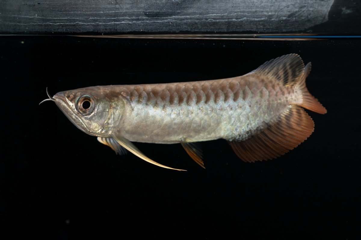 画像4: 紅尾金龍　NO.30（アクアリーダー産） (4)