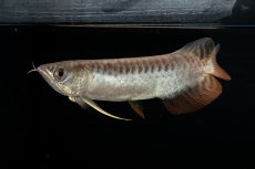 画像4: 紅尾金龍　NO.30（アクアリーダー産） (4)