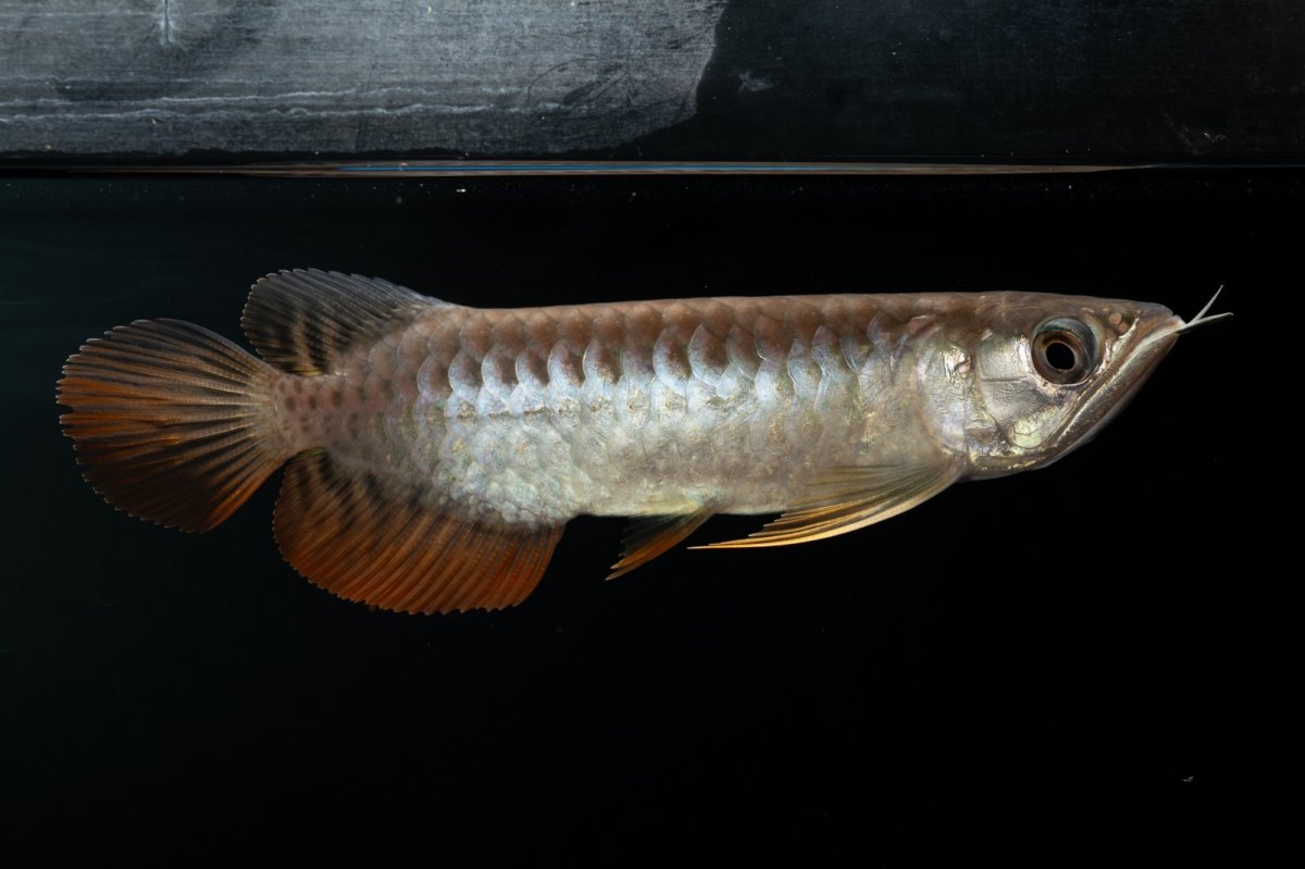 画像5: 紅尾金龍　NO.30（アクアリーダー産） (5)