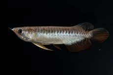 画像2: 紅尾金龍　NO.30（アクアリーダー産） (2)