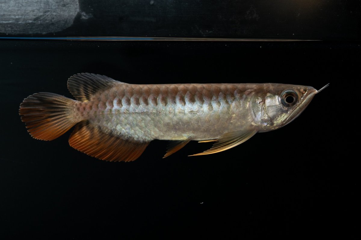 画像3: 紅尾金龍　NO.30（アクアリーダー産） (3)