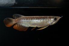 画像3: 紅尾金龍　NO.30（アクアリーダー産） (3)