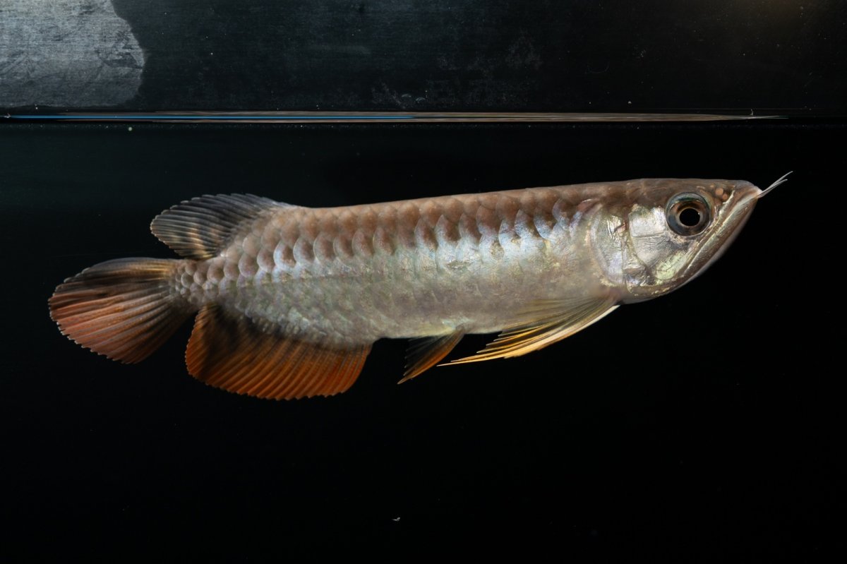 画像1: 紅尾金龍　NO.30（アクアリーダー産） (1)