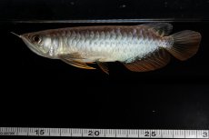 画像10: 紅尾金龍　NO.32（アクアリーダー産） (10)