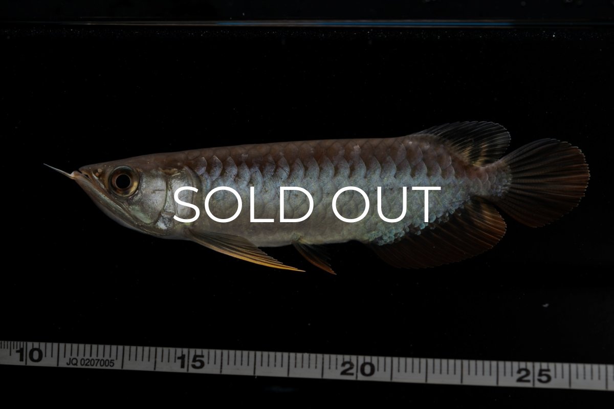 画像9: 紅尾金龍　NO.32（アクアリーダー産） (9)