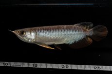 画像9: 紅尾金龍　NO.32（アクアリーダー産） (9)