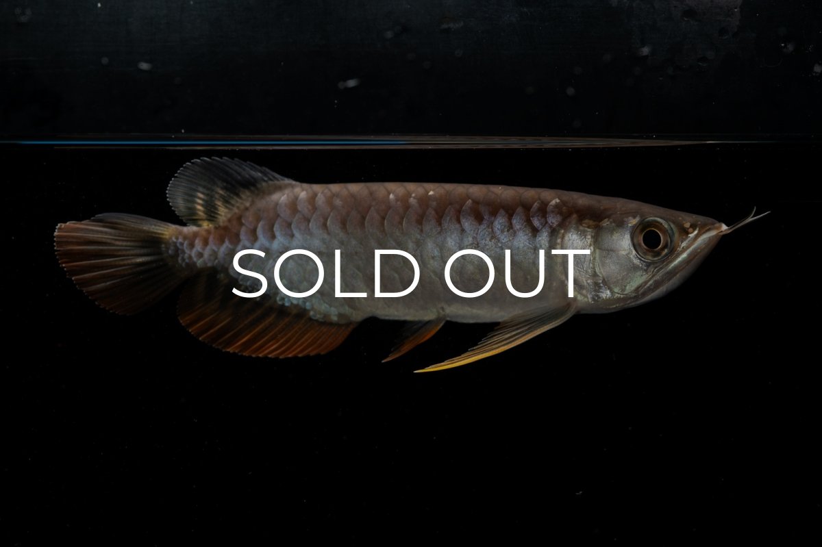 画像7: 紅尾金龍　NO.32（アクアリーダー産） (7)