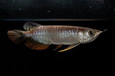 画像7: 紅尾金龍　NO.32（アクアリーダー産） (7)