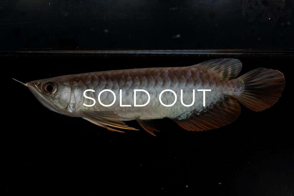 画像6: 紅尾金龍　NO.32（アクアリーダー産） (6)