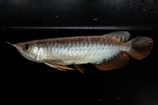 画像6: 紅尾金龍　NO.32（アクアリーダー産） (6)