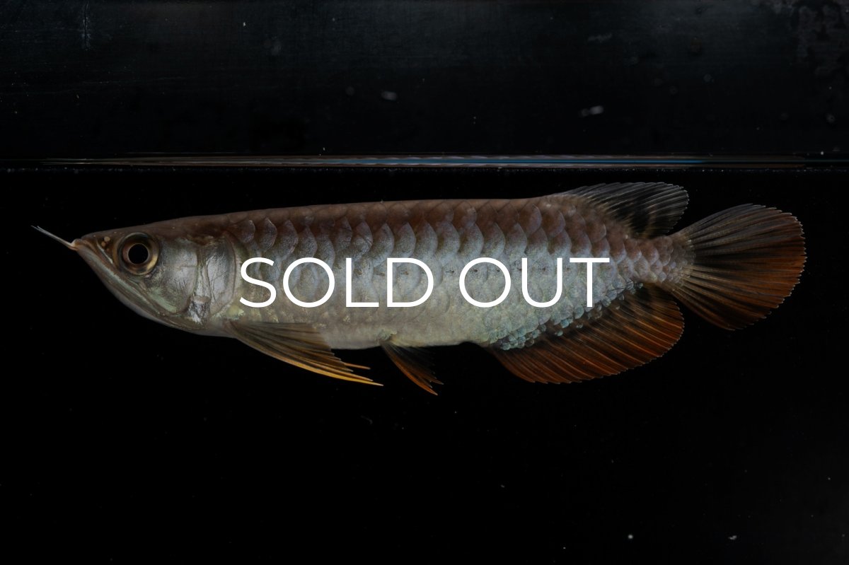 画像2: 紅尾金龍　NO.32（アクアリーダー産） (2)