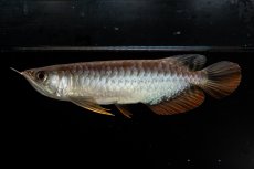 画像2: 紅尾金龍　NO.32（アクアリーダー産） (2)