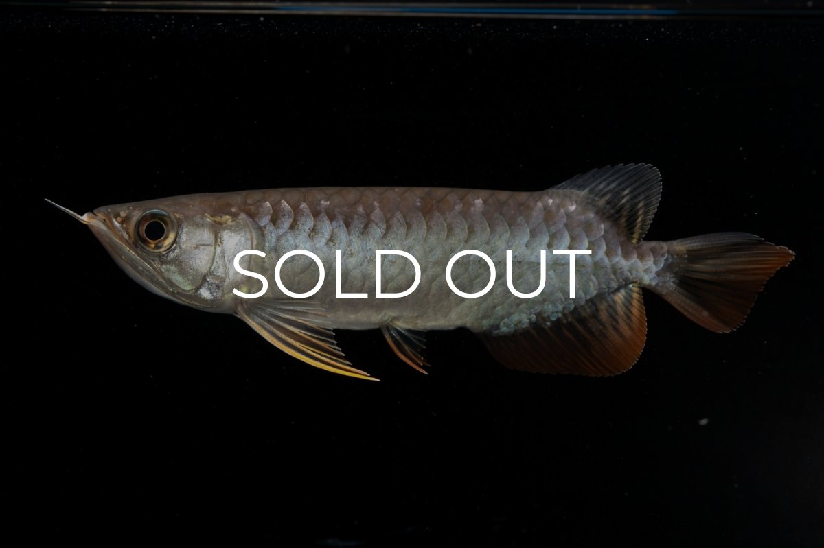 画像4: 紅尾金龍　NO.32（アクアリーダー産） (4)