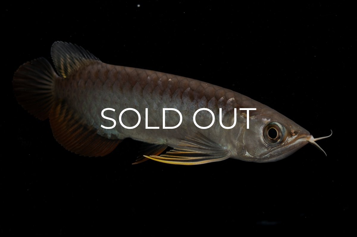 画像8: 紅尾金龍　NO.32（アクアリーダー産） (8)