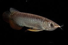 画像8: 紅尾金龍　NO.32（アクアリーダー産） (8)